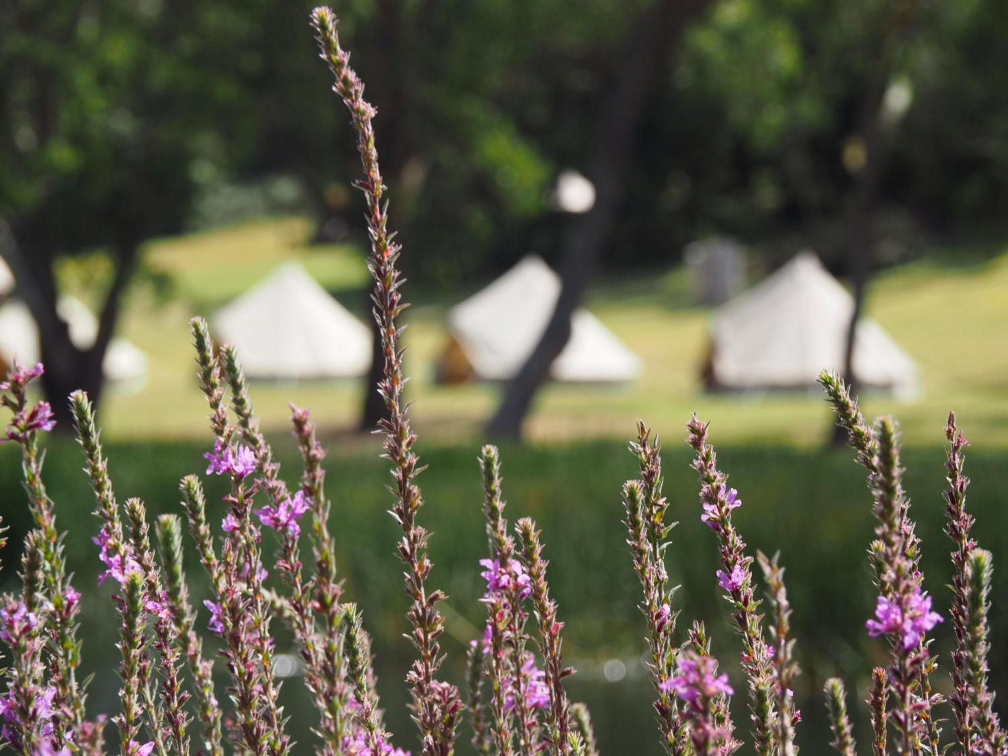 Iluka Retreat Glamping Village Red Hill South Екстер'єр фото